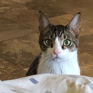 Meet your Posher, Cindy